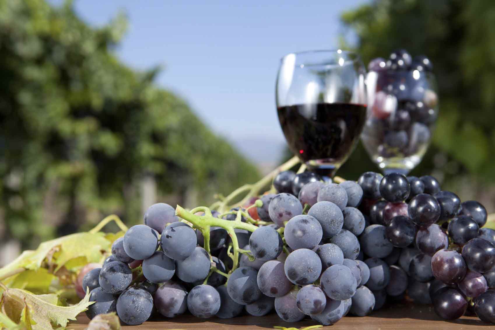 alcoholic-beverage-industry-grapes alcoholic-beverage-industry-grapes